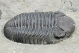 Prone Eldredgeops Trilobite Fossil - New York #224914-3